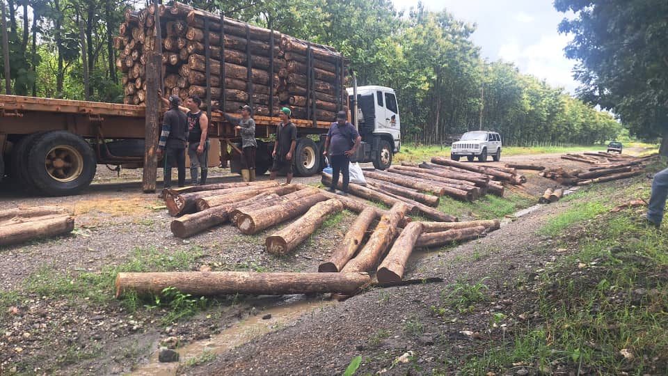 Equipo de trabajo en operaciones de carga de teca